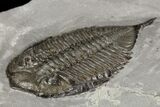 Dalmanites Trilobite Fossil - New York #99029-2
